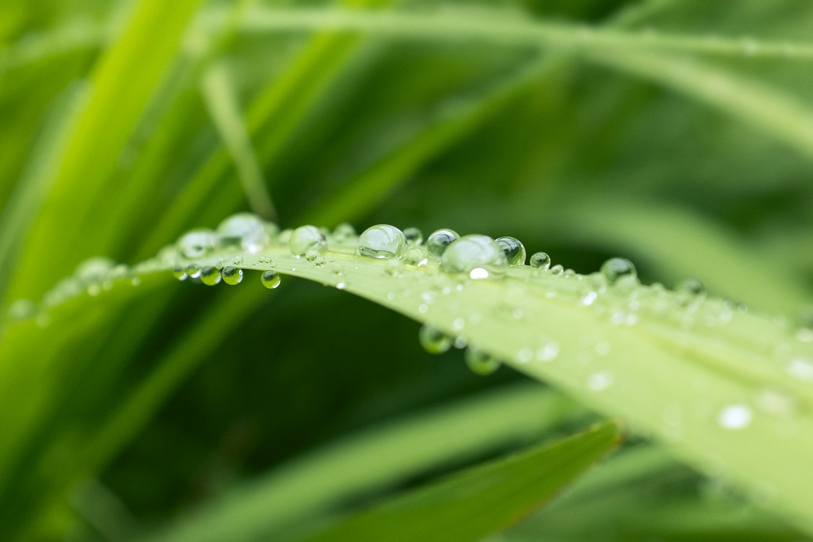 Morning dew resting on blades of grass